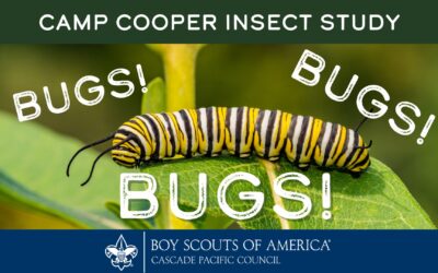Help Wanted: Camp Cooper Insect Study